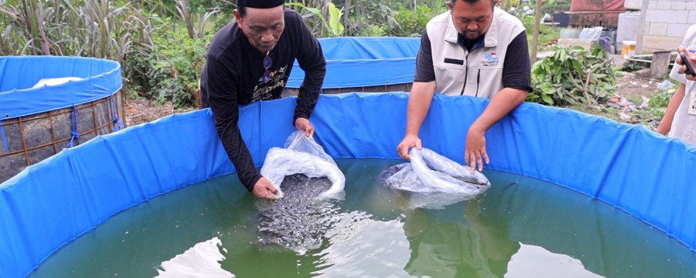 PIK2 DUKUNG BUDIDAYA IKAN DI DESA KAMPUNG BESAR DORONG KETAHANAN PANGAN DAN PEMBERDAYAAN MASYARAKAT