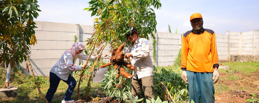 KEGIATAN PANEN SINGKONG ORGANIK DALAM URBAN FARMING BERSAMA LANDSCAPE MANAGEMENT DAN TMD PIK2
